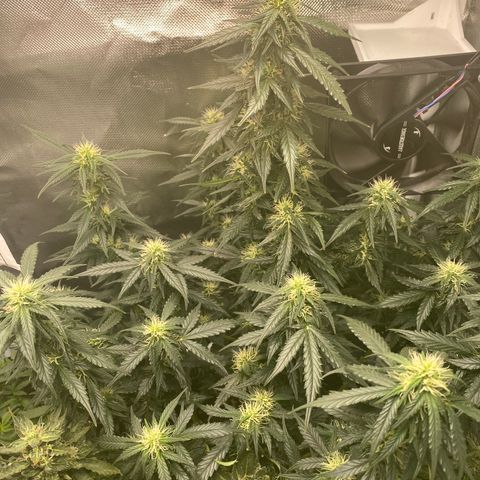 Granddaddy Purple Automatic growlog timeline photo