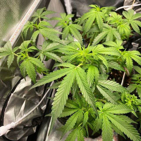 Granddaddy Purple Automatic growlog timeline photo