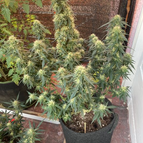 Granddaddy Purple Automatic growlog timeline photo