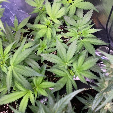 Granddaddy Purple Automatic growlog timeline photo