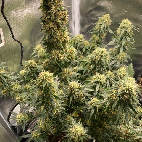 Granddaddy Purple Automatic growlog timeline photo