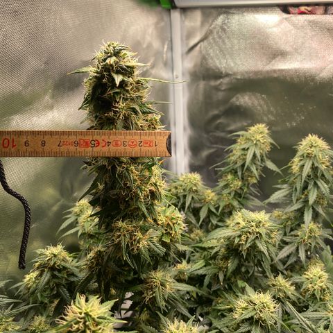 Granddaddy Purple Automatic growlog timeline photo