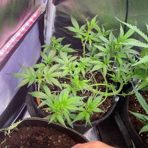 Granddaddy Purple Automatic growlog timeline photo