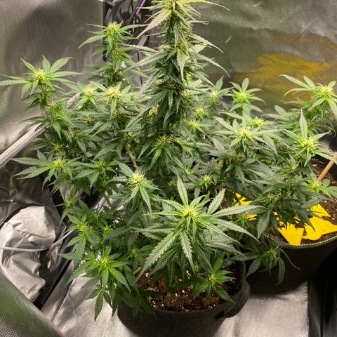 Granddaddy Purple Automatic growlog timeline photo
