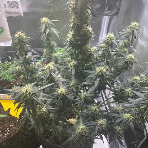 Granddaddy Purple Automatic growlog timeline photo
