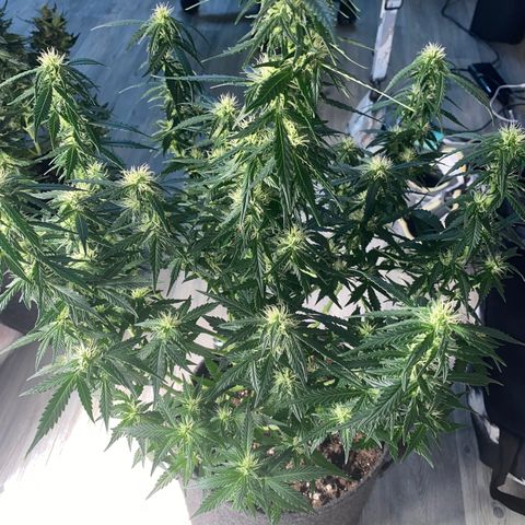 Granddaddy Purple Automatic growlog timeline photo
