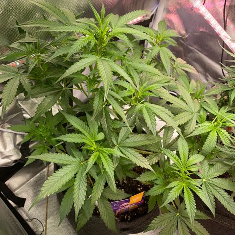 Granddaddy Purple Automatic growlog timeline photo