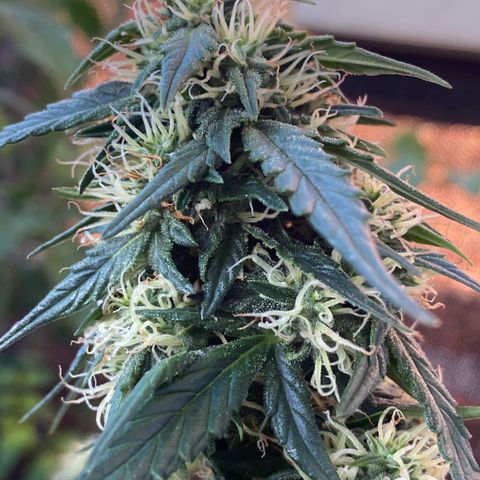 Granddaddy Purple Automatic growlog timeline photo