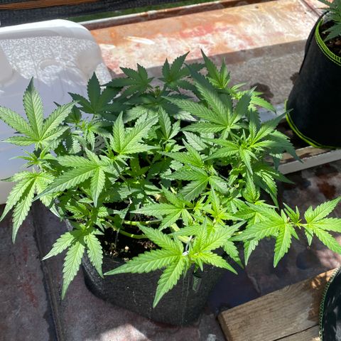 Granddaddy Purple Automatic growlog timeline photo