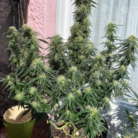 Granddaddy Purple Automatic growlog timeline photo