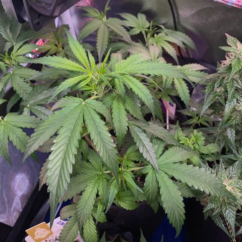 Granddaddy Purple Automatic growlog timeline photo