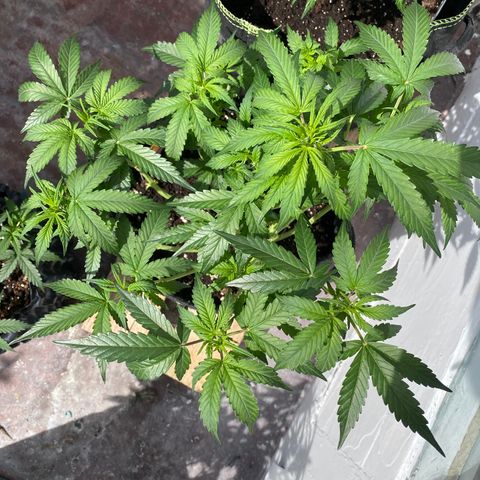 Granddaddy Purple Automatic growlog timeline photo