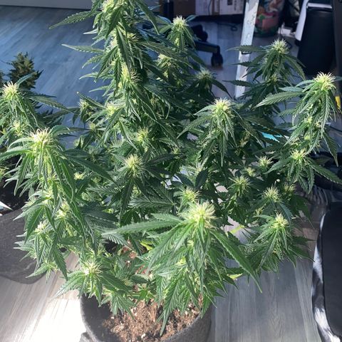 Granddaddy Purple Automatic growlog timeline photo