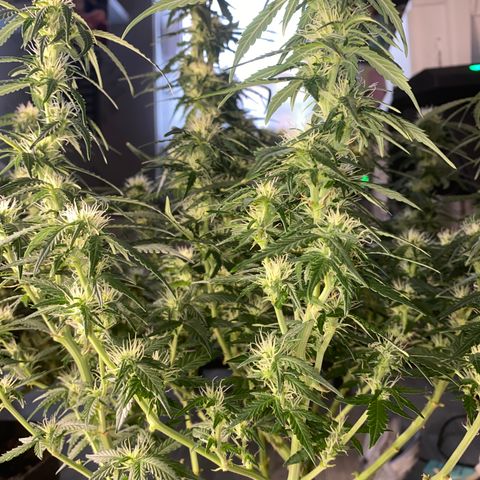 Granddaddy Purple Automatic growlog timeline photo