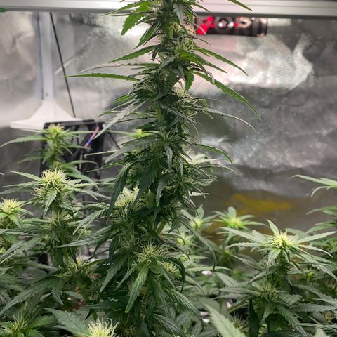 Granddaddy Purple Automatic growlog timeline photo