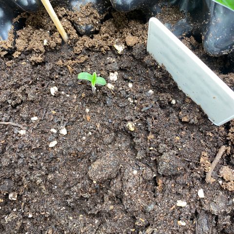 French Macaron growlog timeline photo