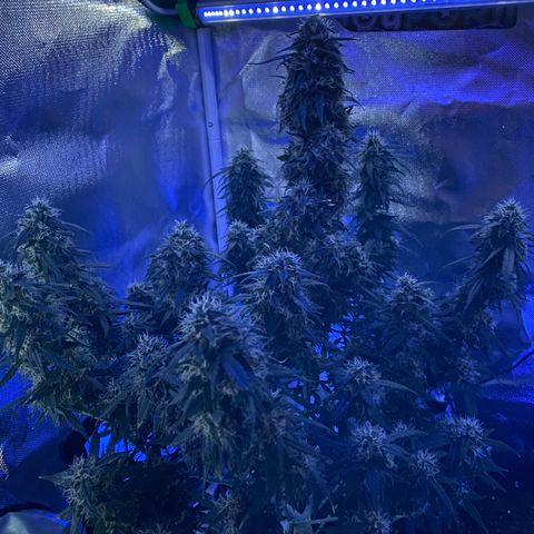 Granddaddy Purple Automatic growlog timeline photo