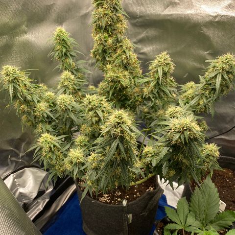 Granddaddy Purple Automatic growlog timeline photo