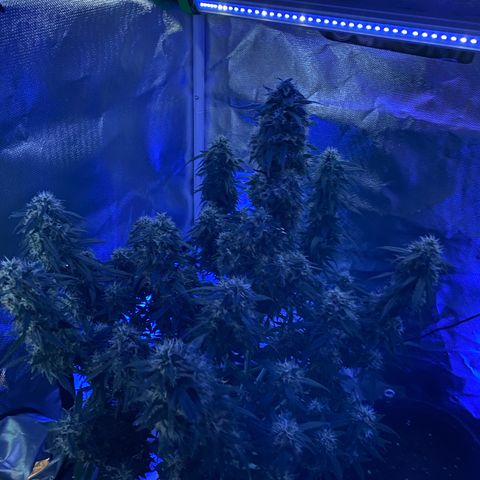 Granddaddy Purple Automatic growlog timeline photo