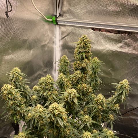 Granddaddy Purple Automatic growlog timeline photo