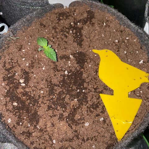 Red Mimosa XL Auto growlog timeline photo