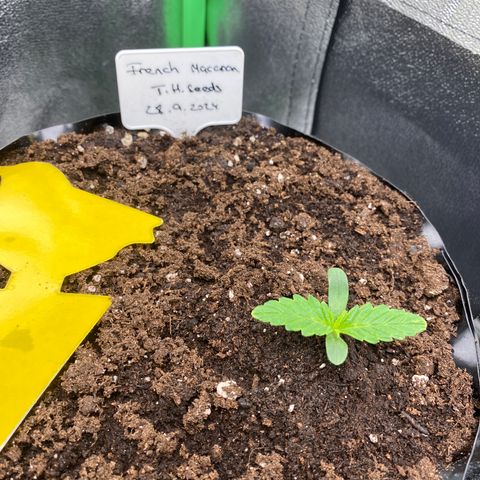 French Macaron growlog timeline photo