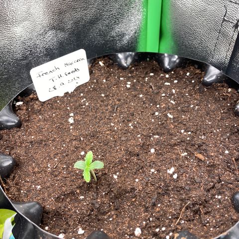 French Macaron growlog timeline photo