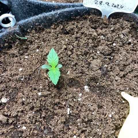 Red Mimosa XL Auto growlog timeline photo