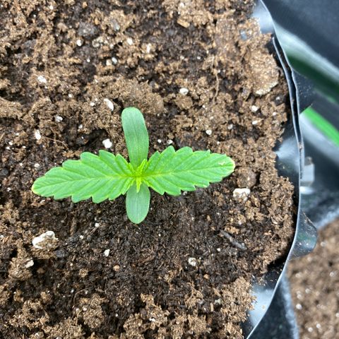 French Macaron growlog timeline photo