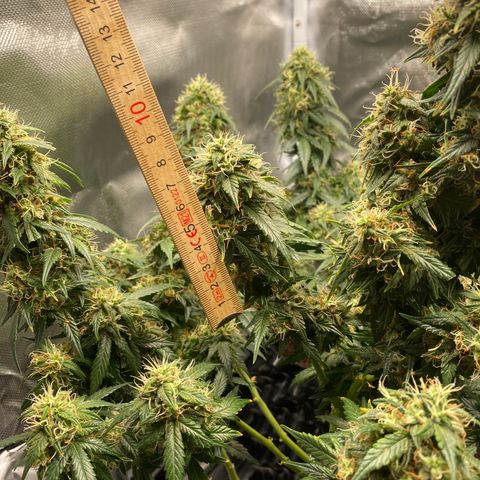 Granddaddy Purple Automatic growlog timeline photo