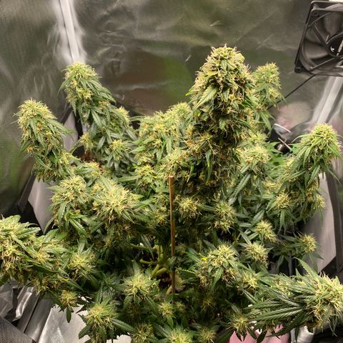 Granddaddy Purple Automatic growlog timeline photo