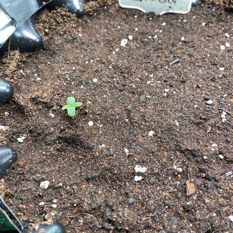 French Macaron growlog timeline photo