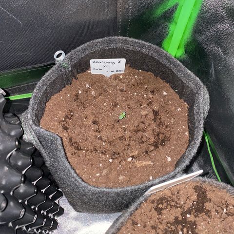 Jealousy Z XL growlog timeline photo