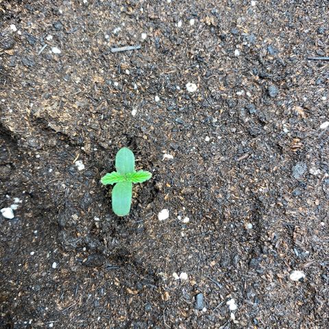 French Macaron growlog timeline photo