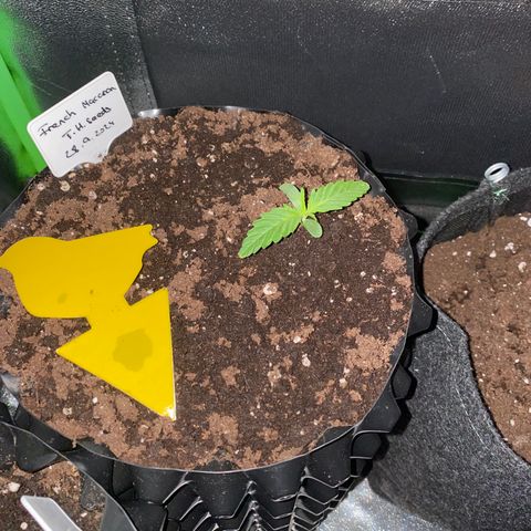 French Macaron growlog timeline photo