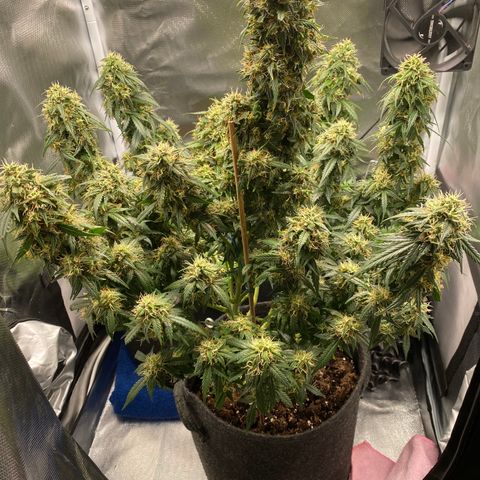 Granddaddy Purple Automatic growlog timeline photo