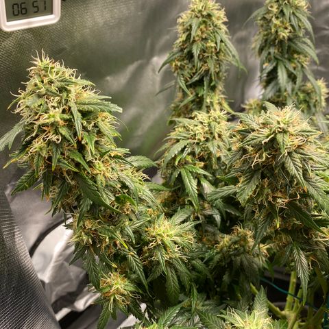 Granddaddy Purple Automatic growlog timeline photo