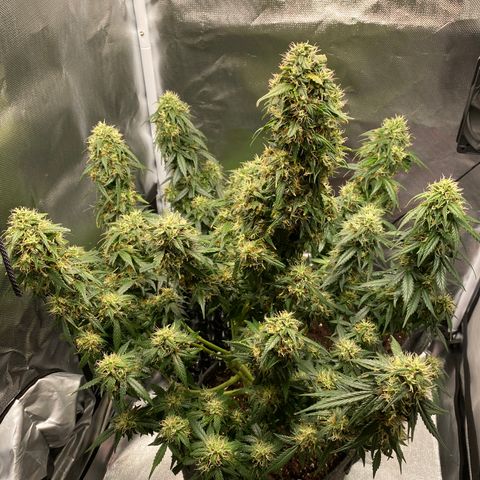 Granddaddy Purple Automatic growlog timeline photo