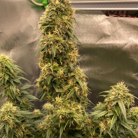 Granddaddy Purple Automatic growlog timeline photo