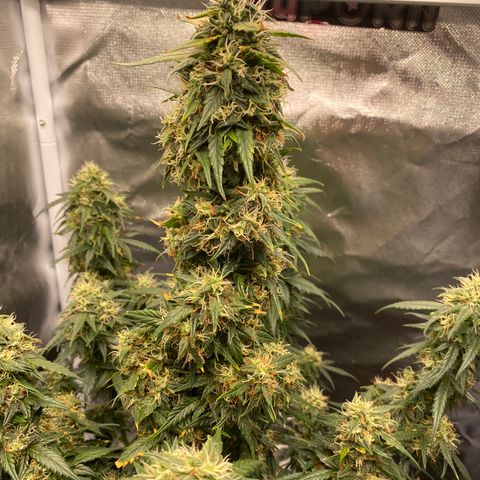 Granddaddy Purple Automatic growlog timeline photo