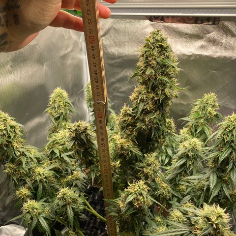Granddaddy Purple Automatic growlog timeline photo