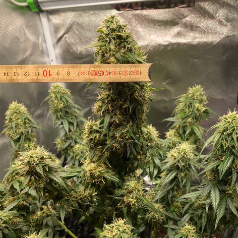 Granddaddy Purple Automatic growlog timeline photo