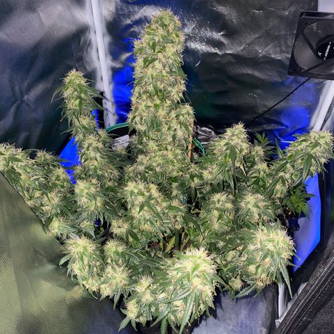 Granddaddy Purple Automatic growlog timeline photo