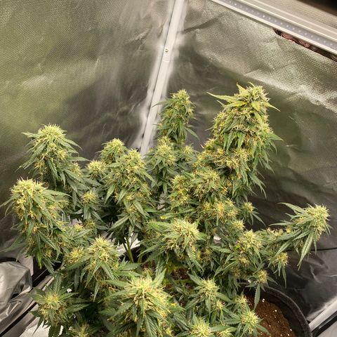 Granddaddy Purple Automatic growlog timeline photo