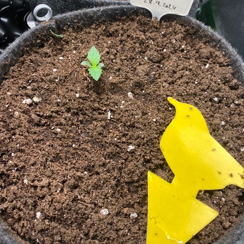 Red Mimosa XL Auto growlog timeline photo