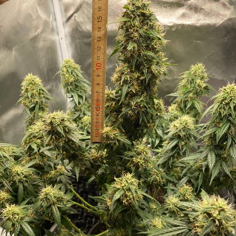 Granddaddy Purple Automatic growlog timeline photo