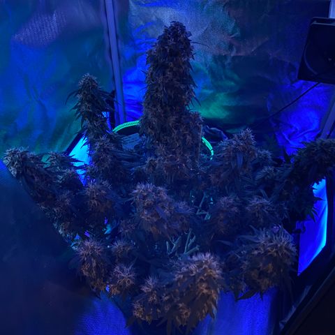 Granddaddy Purple Automatic growlog timeline photo