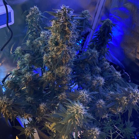 Granddaddy Purple Automatic growlog timeline photo