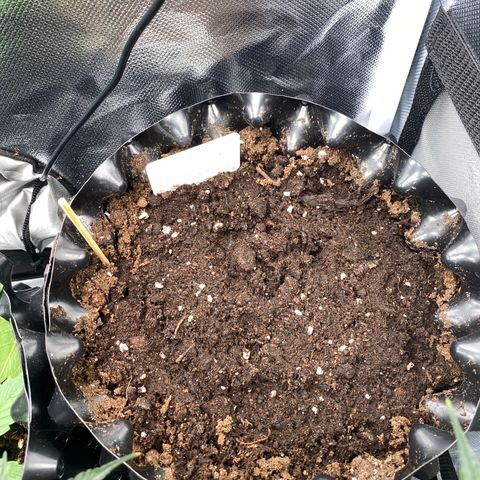 French Macaron growlog timeline photo