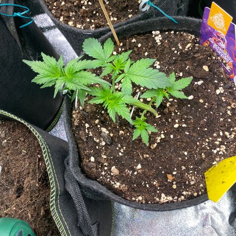 Granddaddy Purple Automatic growlog timeline photo